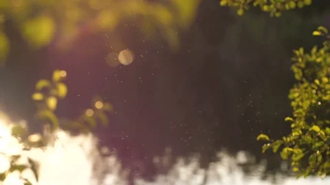 Flying Mosquitoes at Sunset Stock Footage 78879611