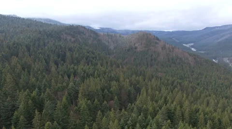 Flying in the mountains above the pine forest 01 Stock Footage 59780780