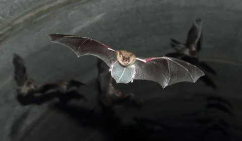 Flying Mouse-Eared Bat Stock Photos
