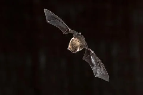 Flying Natterers bat looking down Stock Photos