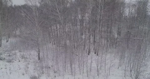 Flying near the forest Stock Footage 147197844