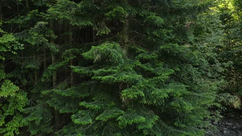 Flying near spruce conifer tree, nature background footage Stock Footage 137120059