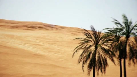 Flying next to plam trees in desert during hot summer weather. Stock Footage 183057778