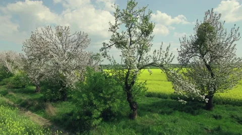 Flying next to a row of blooming trees surrounded by a rapeseed field Video stock 63973069