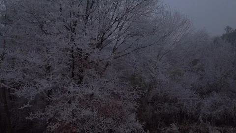 Flying next to snowy tree Stock Footage 108885750