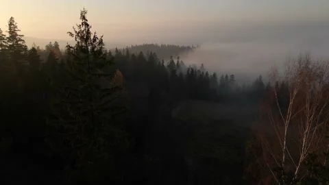 Flying up next to a tree, above the clouds Stock Footage 195830343