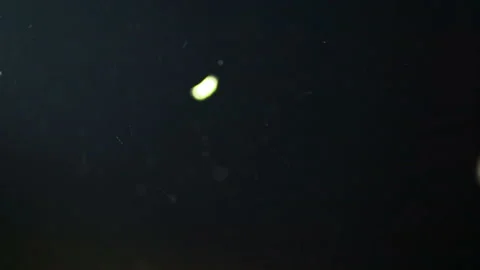 Flying night moths 스톡 동영상 115192842