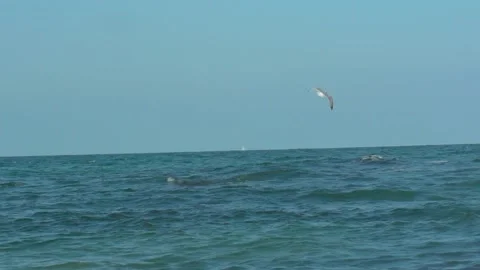 Flying one seagull over the sea waters Stock Footage 140512200
