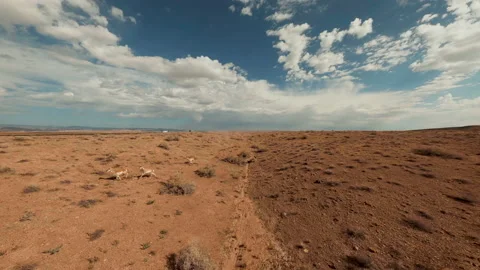 Flying an orbit around four antelope as they race through the Utah desert Stock Footage 165025904