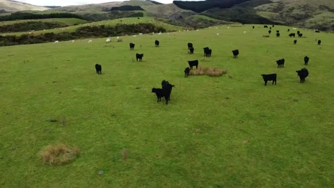 Flying orbiting shot of a herd of Cows on a farm in the Manawatu region of Stock Footage 152801832