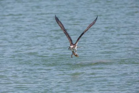 Flying osprey bird 스톡 사진