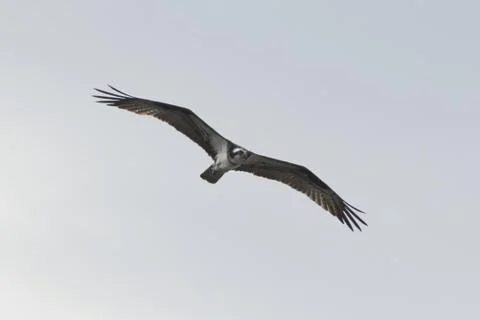Flying Osprey eagle looking for fish to eat Stock Photos