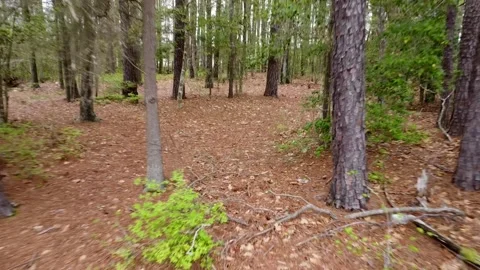 Flying out and up of woods Видео 237945367