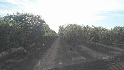 Flying Out Of Trees To Reveal Field Stock Footage 89783320