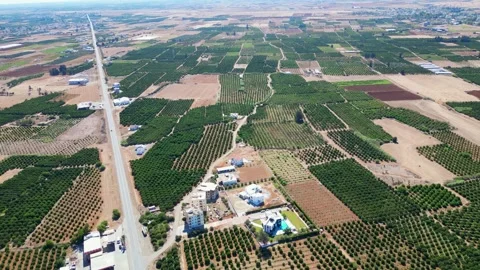 Flying over agricultural fields in North Cyprus. Flat landscape. Fields of trees Stock Footage 276294436