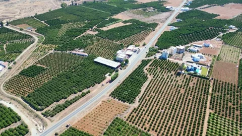 Flying over agricultural fields in North Cyprus. Flat landscape. Fields of trees Stock Footage 276294516