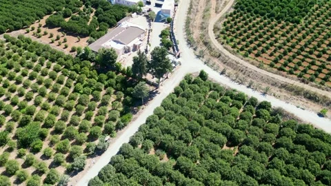 Flying over agricultural fields in North Cyprus. Flat landscape. Fields of trees Stock Footage 276294959