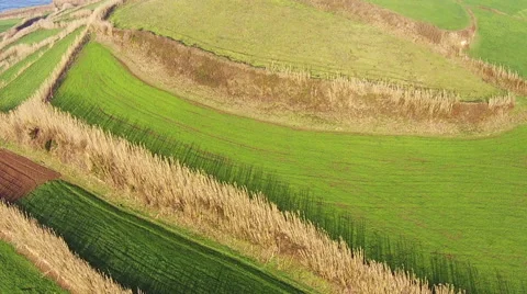 Flying Over the Agricultural Green Fields Stock Footage 46207417