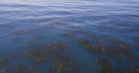 Flying over Algae In Ocean Vídeo Stock 92131984