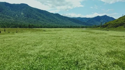 Flying over an alpine green meadow surrounded by mountains. 動画素材 317501754