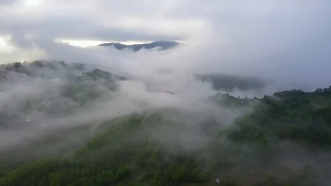 Flying over an amazing rain forest, aerial view above rain forest with fog at su Stock Footage 108388979