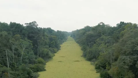 Flying over of Amazonia Forest, birds, the Amazon River totally green in Peru 4K Video stock 197102444