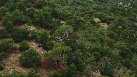 Flying over the ancient evergreen juniper forest on the mountainside Stock-Footage 150596534