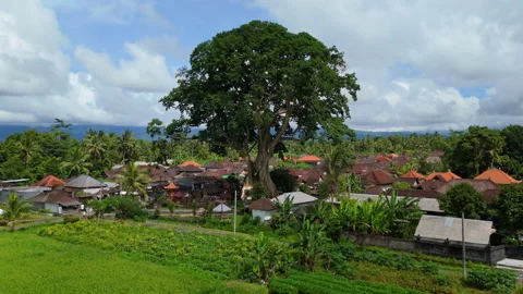 Flying over an ancient, huge tree Stock Footage 294694783