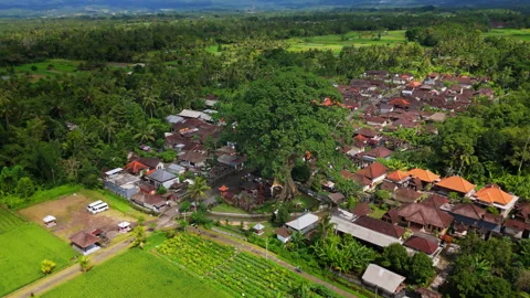 Flying over an ancient tree Stock Footage 294694728