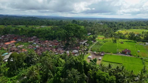 Flying over an ancient tree Stock Footage 294694831