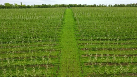 Flying over an apple orchard. Spring flowering fruit trees. Green plantings Stock Footage 126663969
