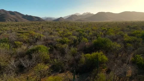 Flying over the arid tropical forest of Baja Mexico Stock Footage 236741873