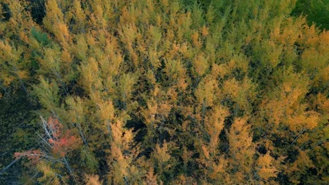 Flying Over Aspens in Fall Stock Footage 296863627