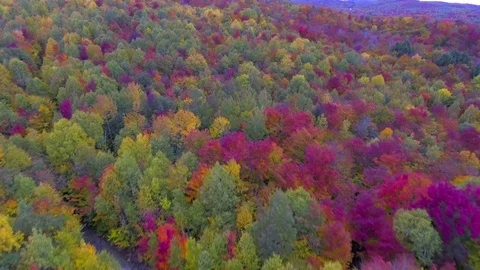 Flying over autumn forest backwards Stockbeeldmateriaal 71725034