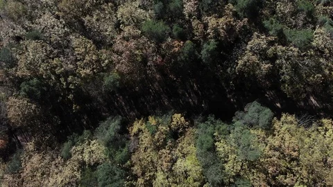 Flying over the autumn forest in Caucasus. Live background. Stock Footage 125536639