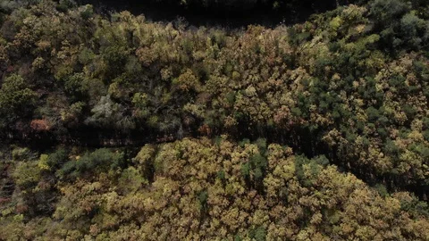 Flying over the autumn forest in Caucasus. Live background. Stock Footage 125536662