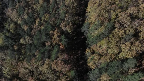 Flying over the autumn forest in Caucasus. Live background. Stock Footage 125536715