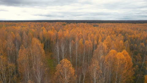 Flying over the autumn forest on a cloudy day Stock Footage 164111803