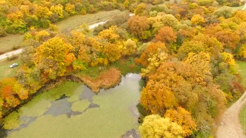 Flying over an autumn forest Stock Footage 95317813