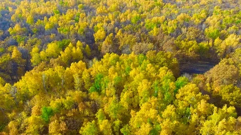 Flying over the autumn forest Stock Footage 97857421