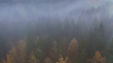 Flying over an autumn forest Stock Footage 195123638
