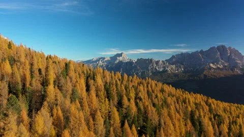 Flying over autumn leaf colored larch trees in the dolomite mountains, 4k aerial Stock Footage 220446395
