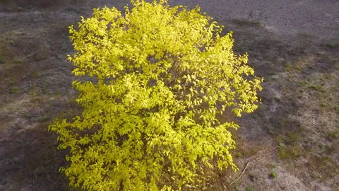 Flying over an autumn tree Stock Footage 143191504