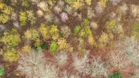 Flying over autumn tree tops, drone stock footage 2 Stock Footage 138686872