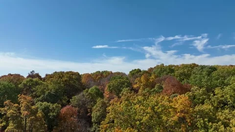Flying Over Autumn Trees Stock Footage 229978088