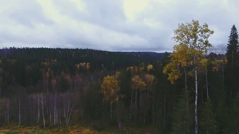 Flying over the autumn trees in the forest on the horizon blue sky with clouds Stock Footage 70163689
