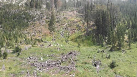 Flying over avalanche debris and damage in summer Stock Footage 166765616