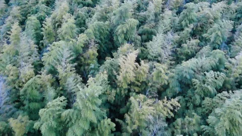 Flying over bamboo forest Stock Footage 111888357