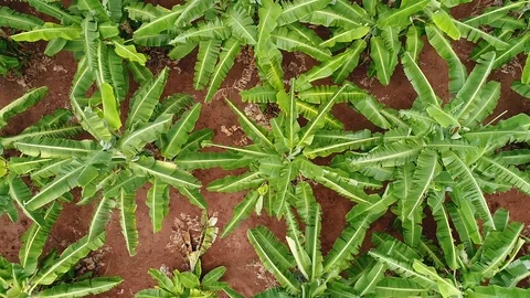 Flying over banana trees. Video stock 89131155