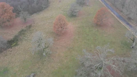 Flying Over Bare Oak Trees During in a Field, Winter No Snow, Aerial Stock Footage 144843513